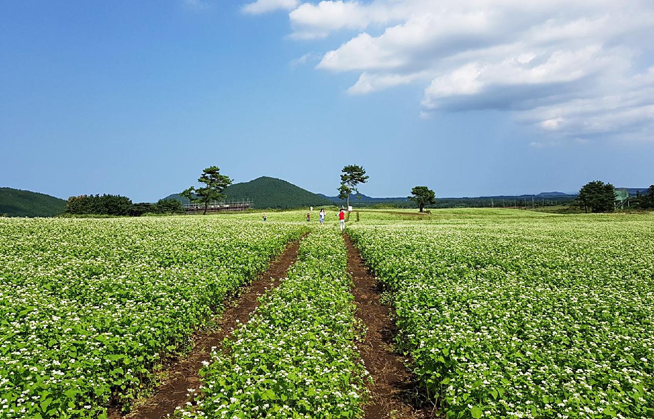 Jeju Fall Flowers and Where to See Them