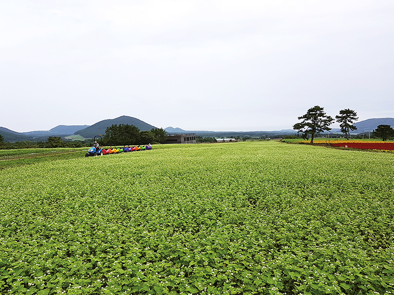 Jeju Fall Flowers and Where to See Them