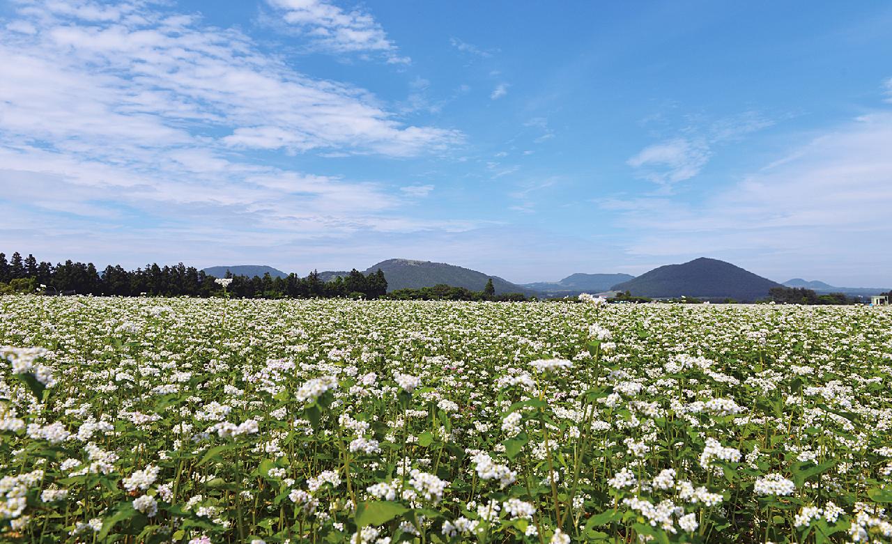 Jeju Fall Flowers and Where to See Them