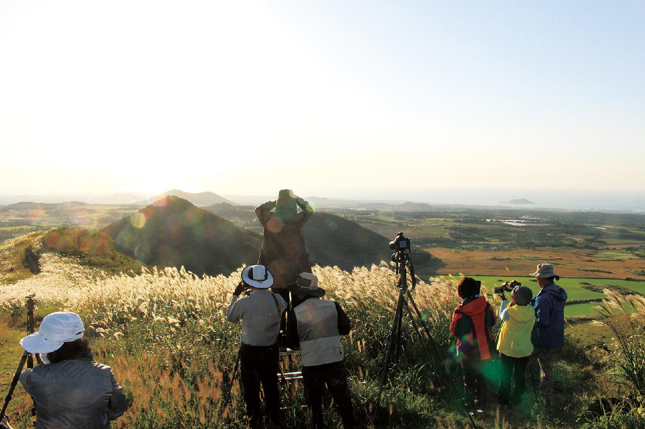 Jeju Fall Flowers and Where to See Them