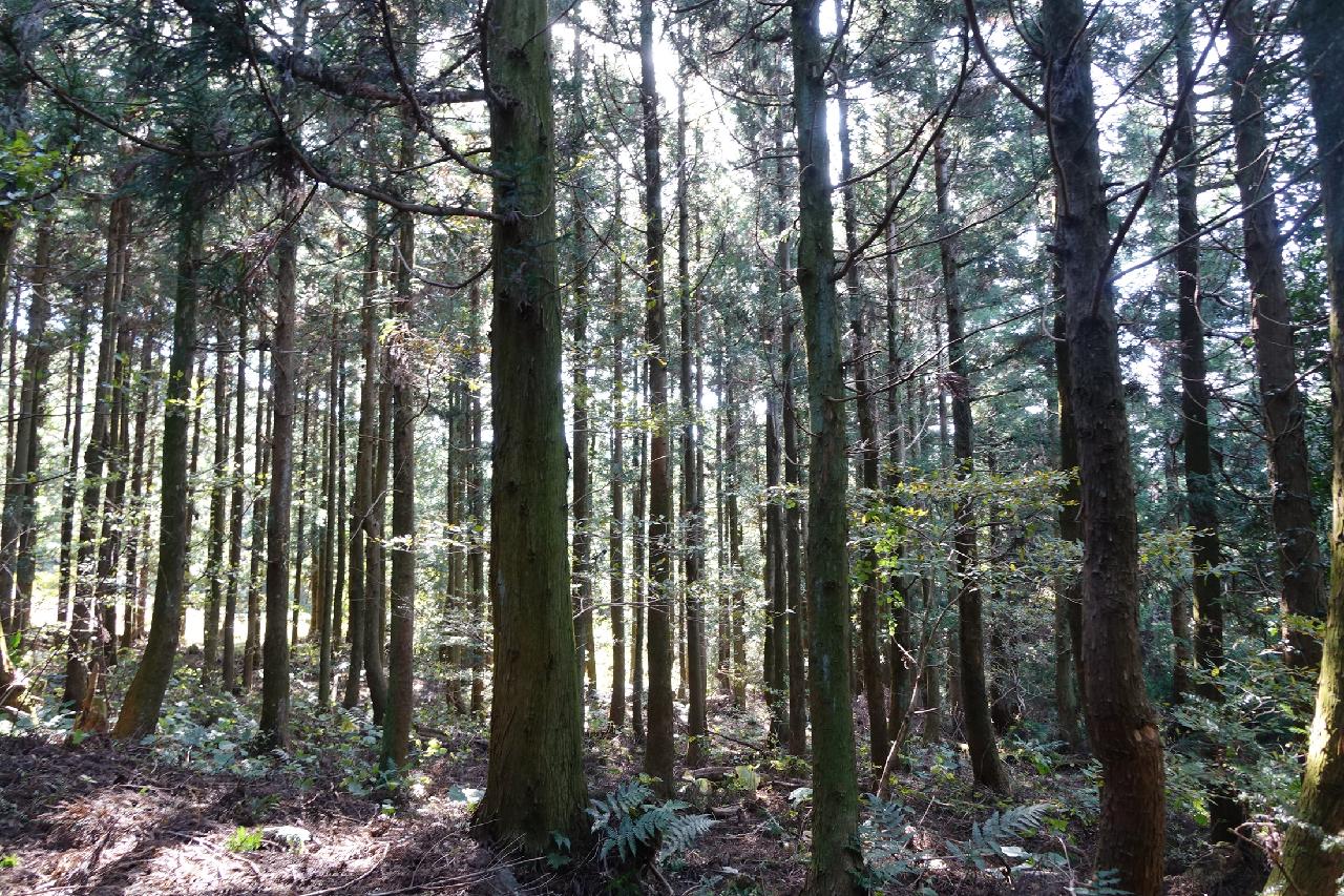 제주의 언택트관광지 10