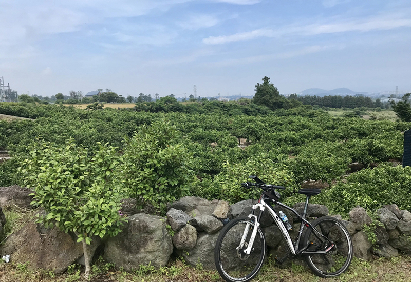 チェジュ島自転車の旅