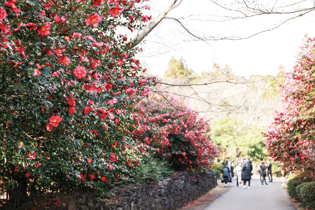 Where to Add Vibrant Color to Your Winter Jeju Trip