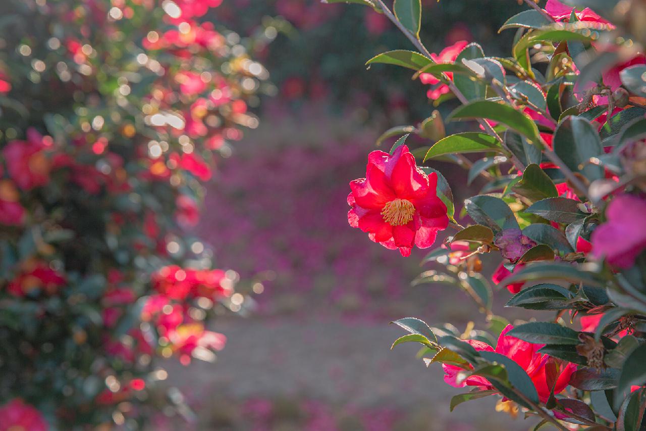 A Splash of Color on a Winter Day: Where to See Camellias on Jeju
