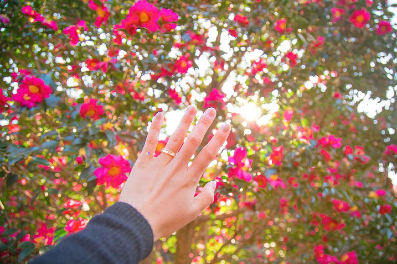 A Splash of Color on a Winter Day: Where to See Camellias on Jeju