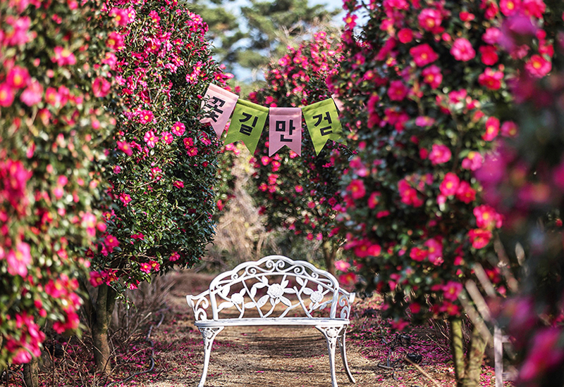 A Splash of Color on a Winter Day: Where to See Camellias on Jeju