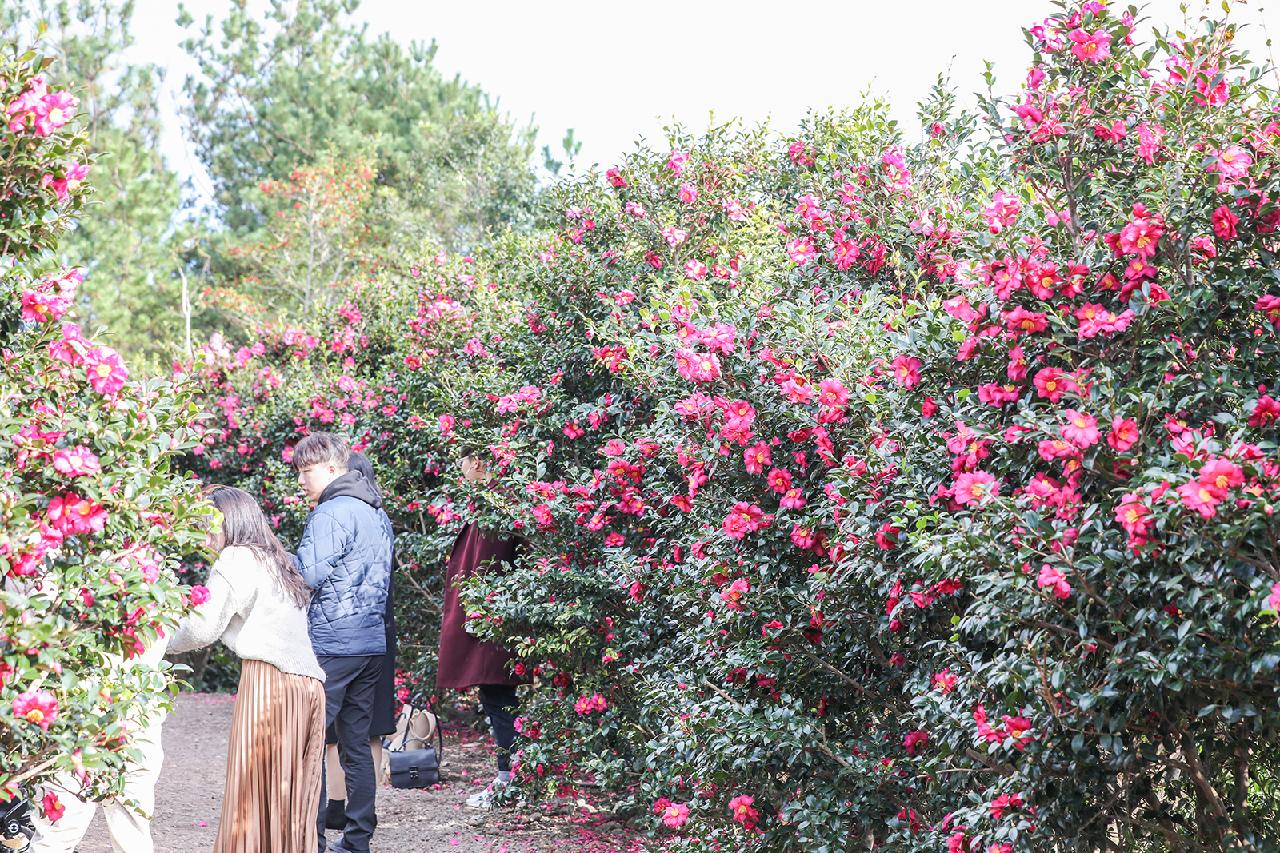 A Splash of Color on a Winter Day: Where to See Camellias on Jeju