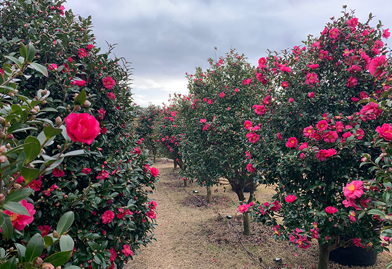 A Splash of Color on a Winter Day: Where to See Camellias on Jeju