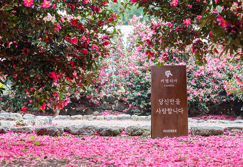 A Splash of Color on a Winter Day: Where to See Camellias on Jeju