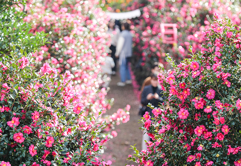 A Splash of Color on a Winter Day: Where to See Camellias on Jeju