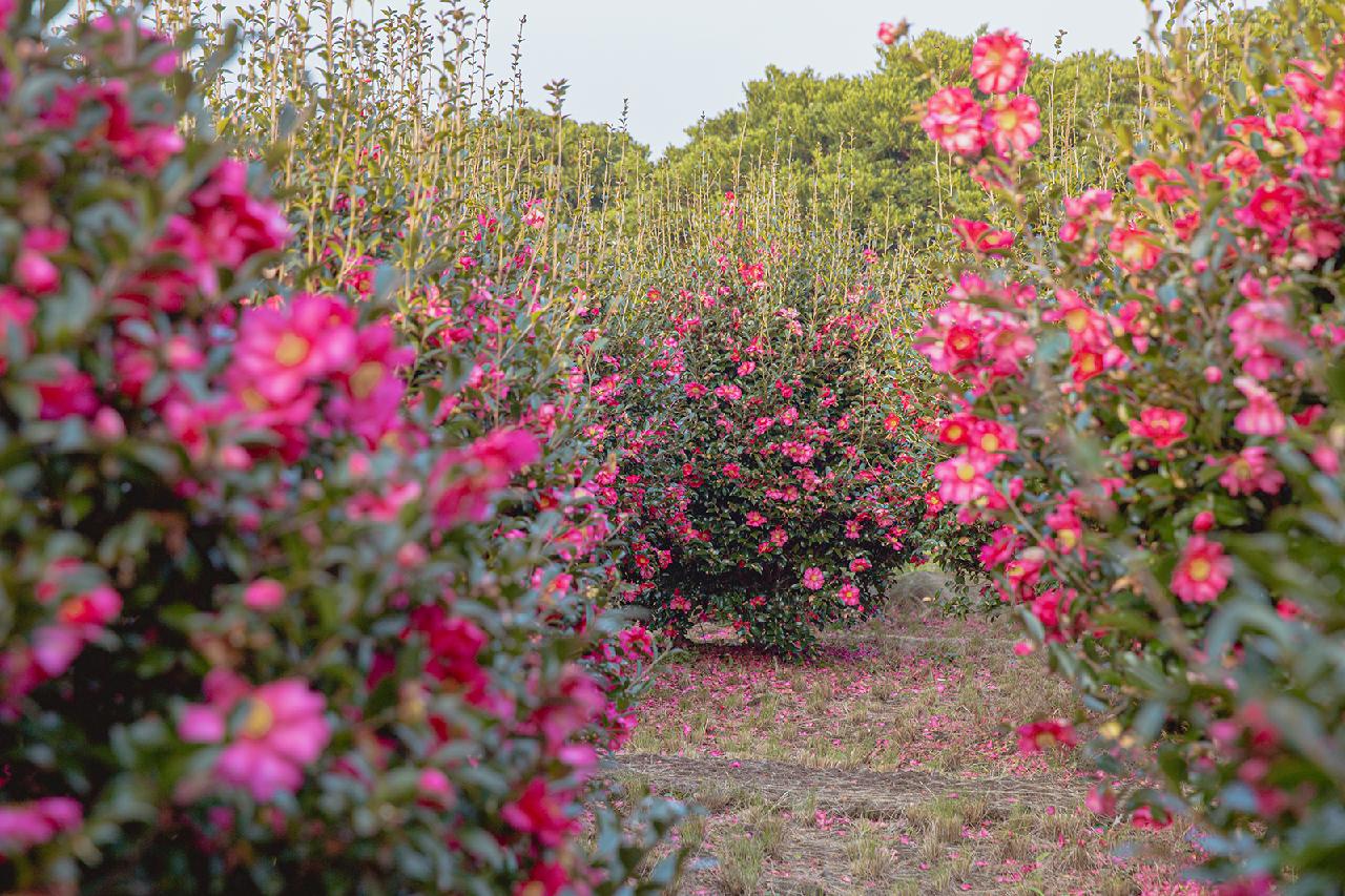 A Splash of Color on a Winter Day: Where to See Camellias on Jeju