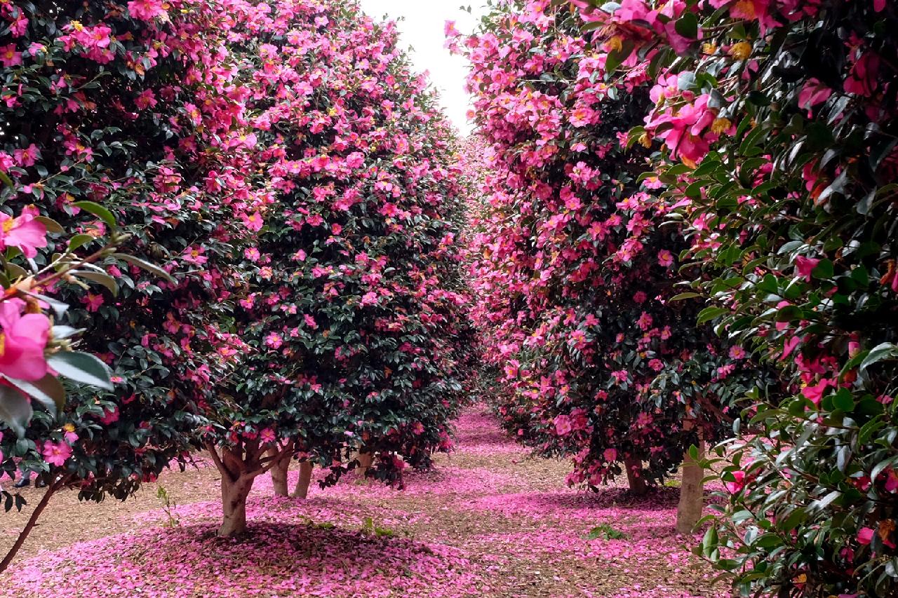 A Splash of Color on a Winter Day: Where to See Camellias on Jeju