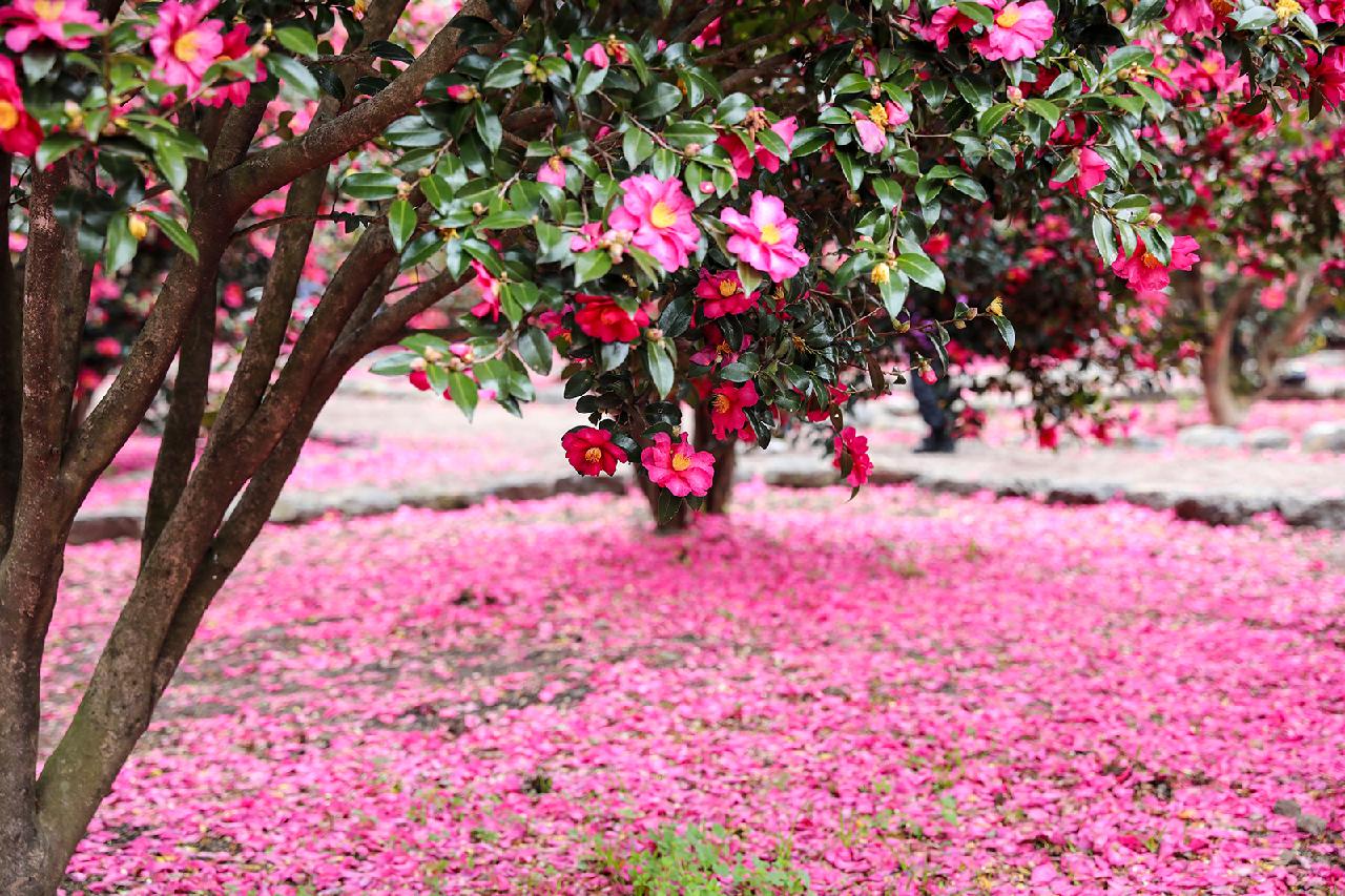 A Splash of Color on a Winter Day: Where to See Camellias on Jeju