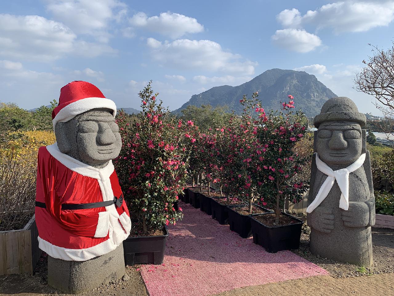 A Splash of Color on a Winter Day: Where to See Camellias on Jeju