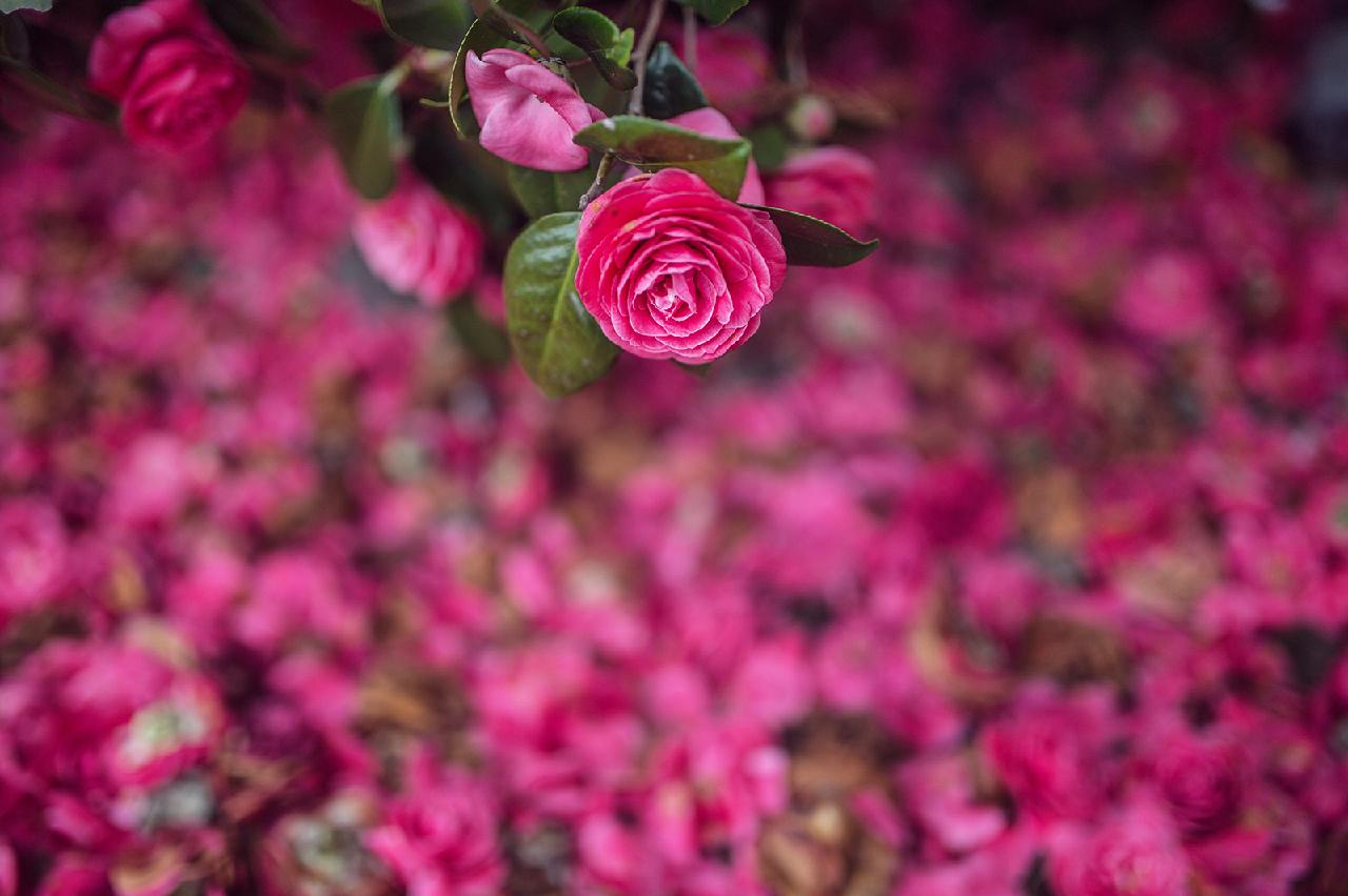 A Splash of Color on a Winter Day: Where to See Camellias on Jeju