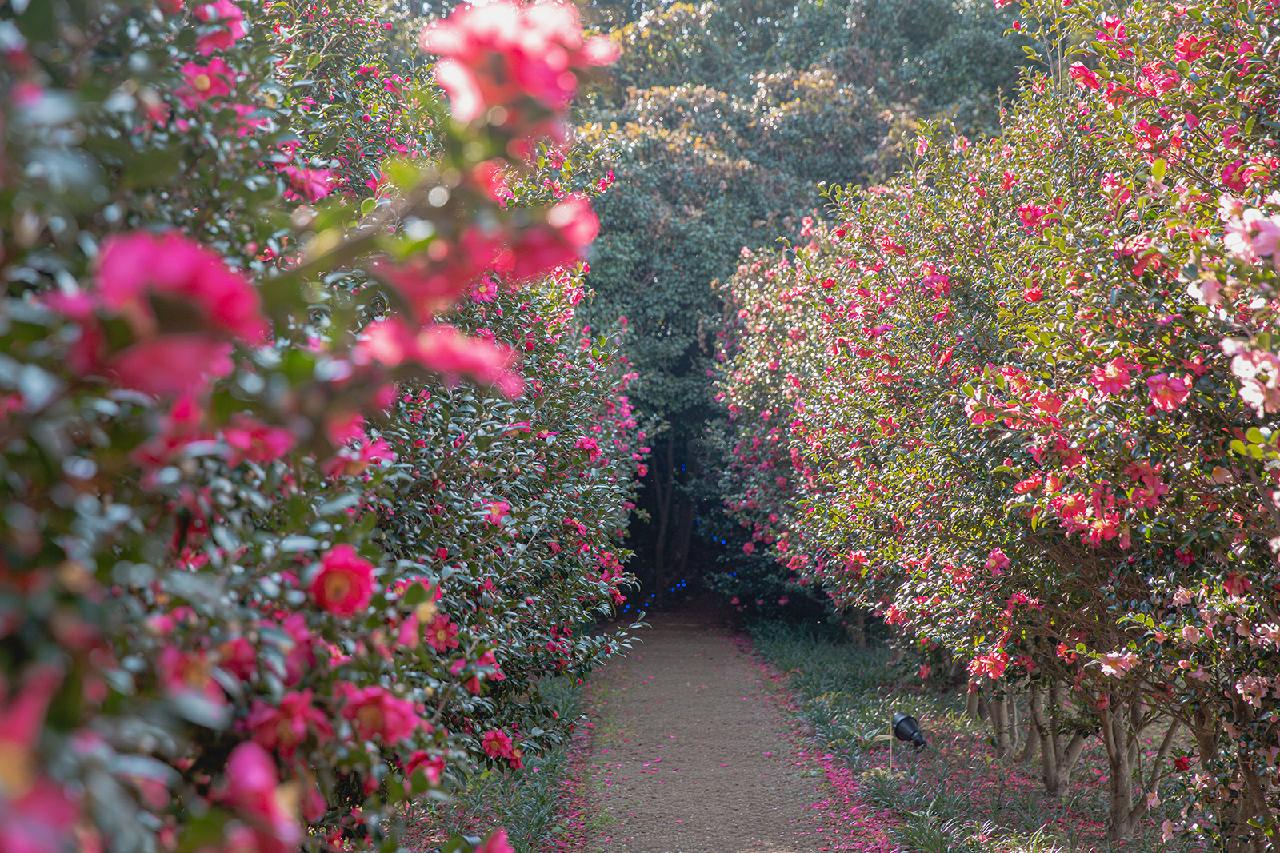 A Splash of Color on a Winter Day: Where to See Camellias on Jeju