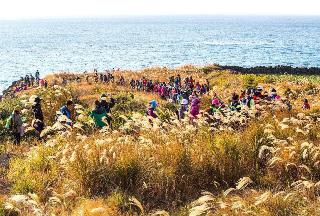 At a Glance: A Quick Guide to Jeju’s Best Festivals