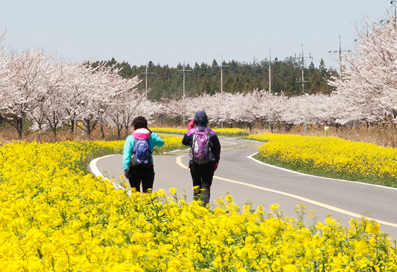 At a Glance: A Quick Guide to Jeju’s Best Festivals