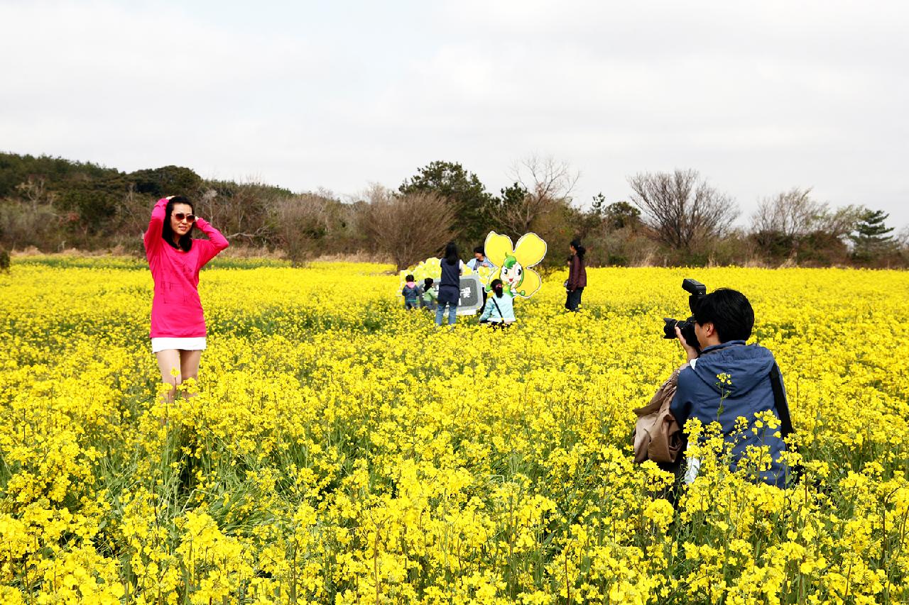 At a Glance: A Quick Guide to Jeju’s Best Festivals