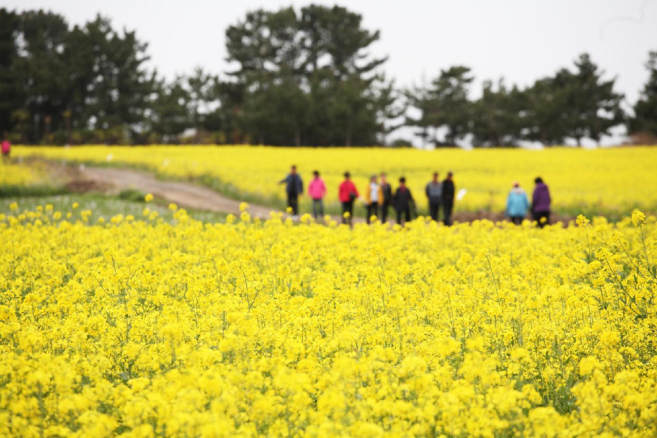 At a Glance: A Quick Guide to Jeju’s Best Festivals