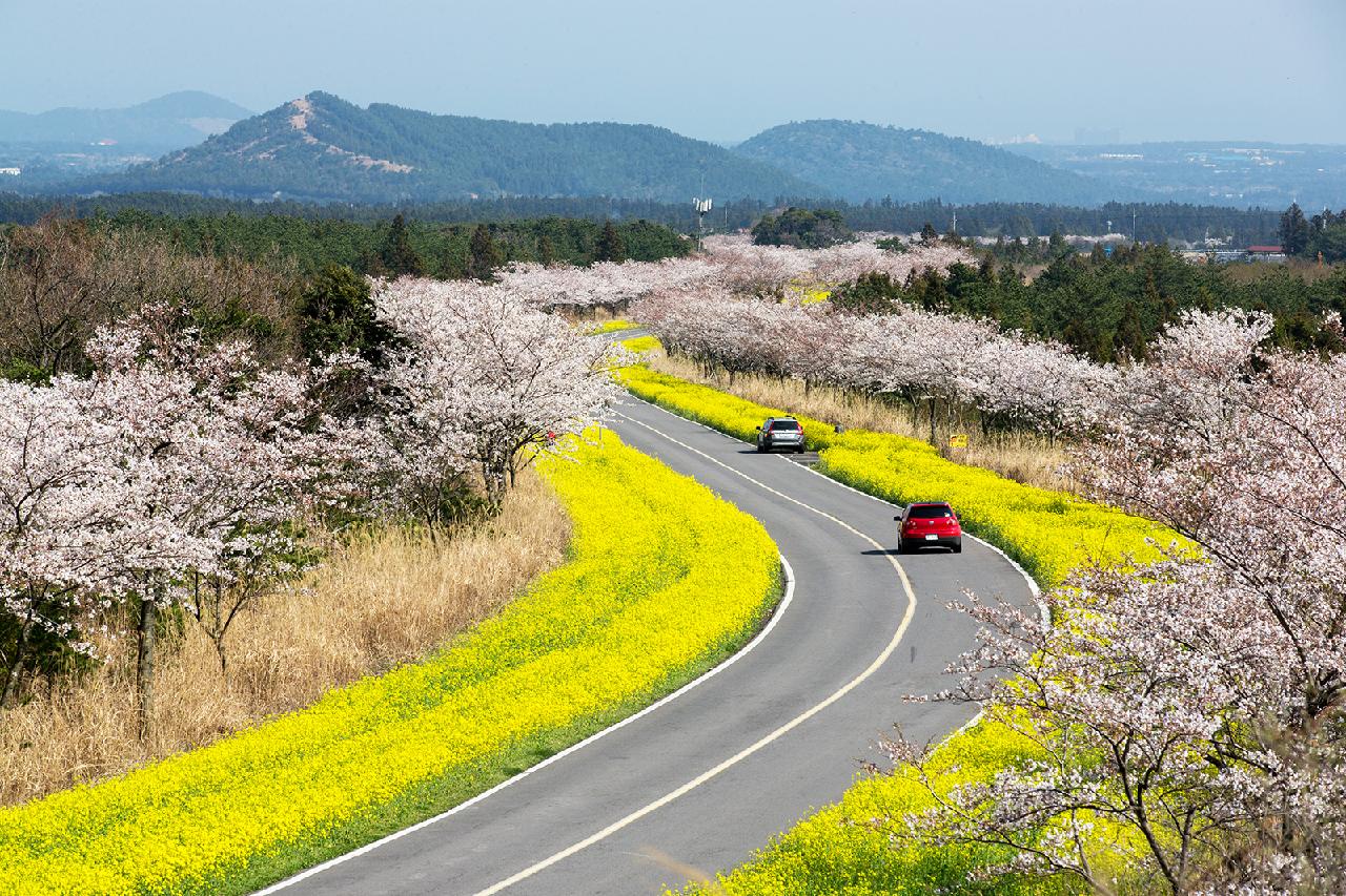 At a Glance: A Quick Guide to Jeju’s Best Festivals