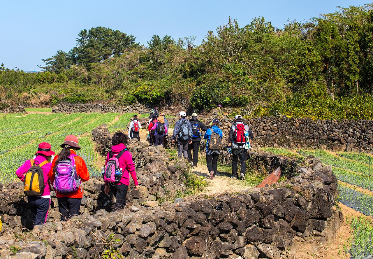 At a Glance: A Quick Guide to Jeju’s Best Festivals