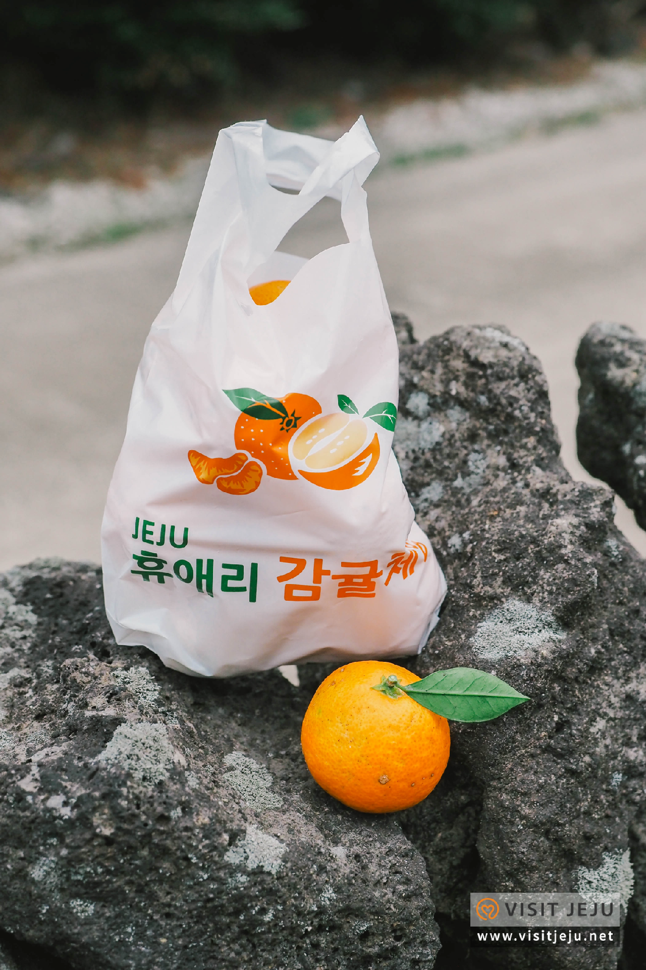 제주마을산책 〈겨울, 남원읍〉 (상)