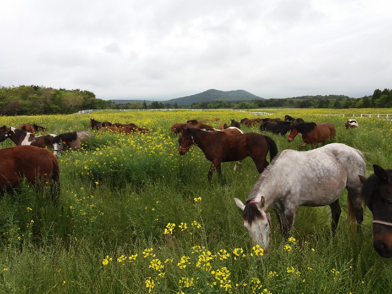 Three Village Tours for Unique Jeju Experiences