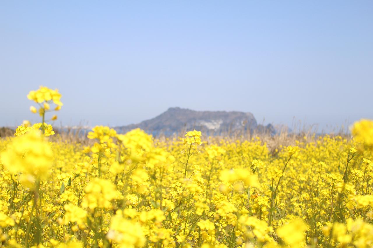 Four Jeju Hotels Perfect for Viewing Canola Flowers