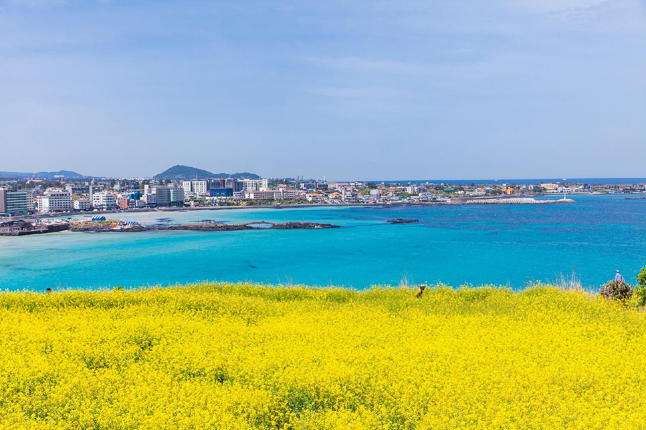 Four Jeju Hotels Perfect for Viewing Canola Flowers