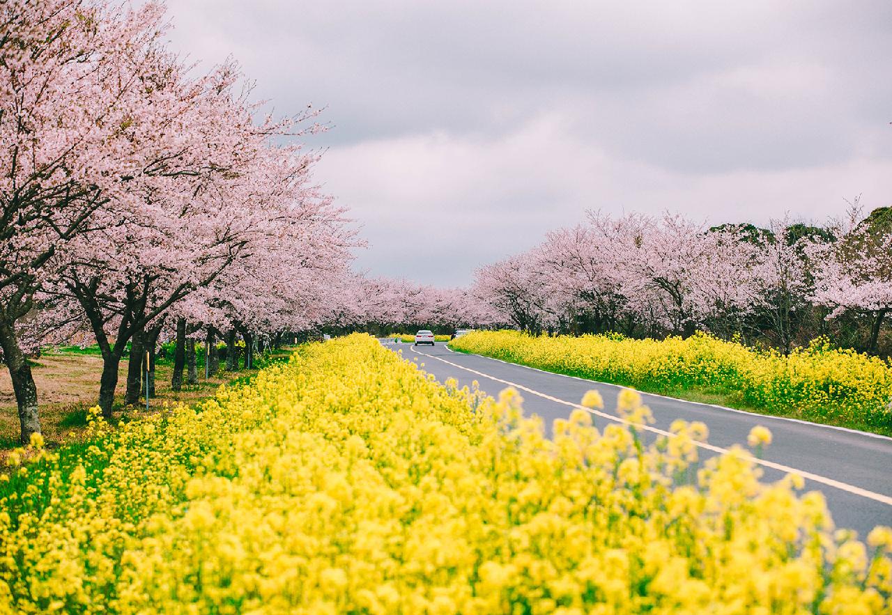 Four Jeju Hotels Perfect for Viewing Canola Flowers