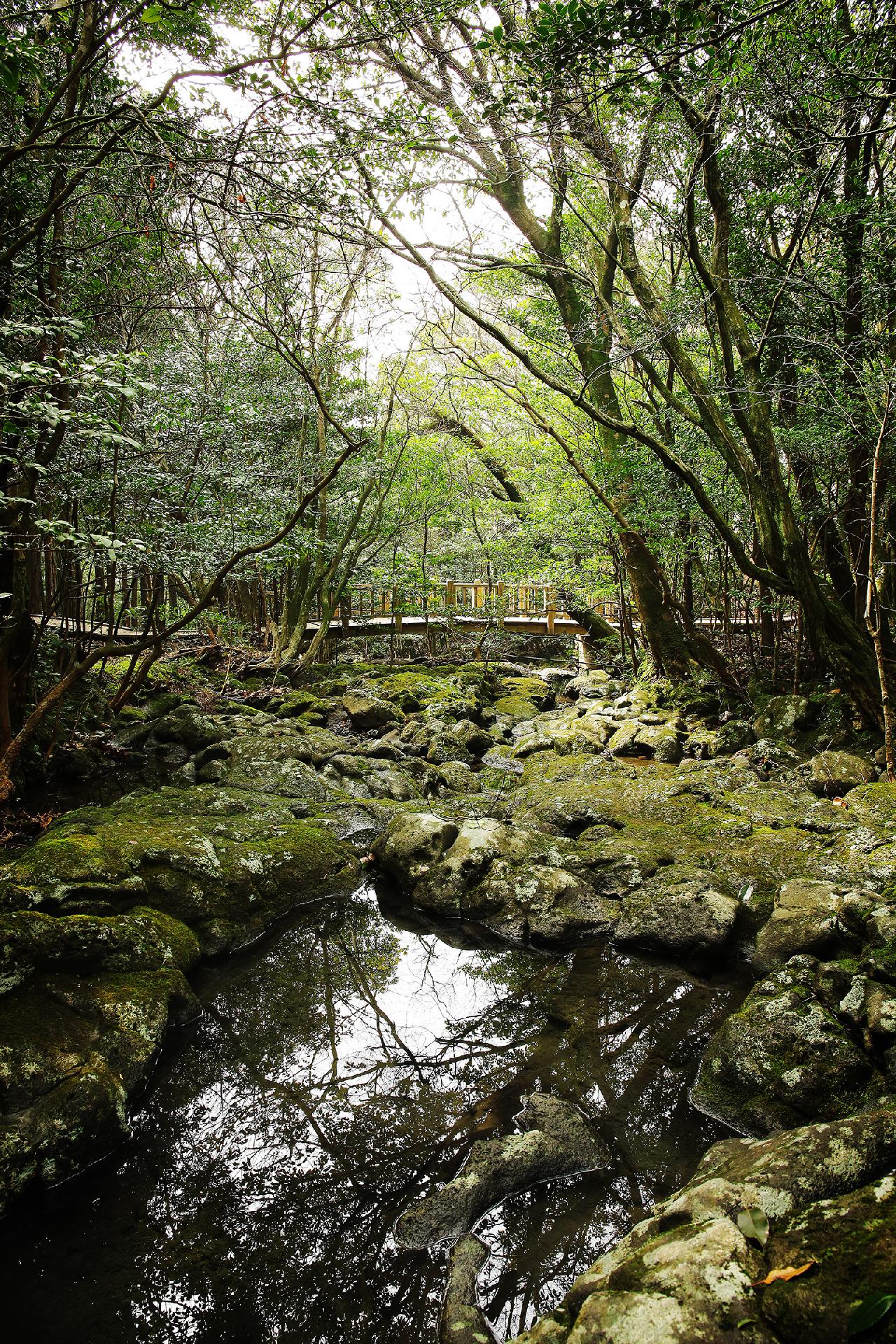 Four Accessible Jeju Trails Where Anyone Can Connect With Nature