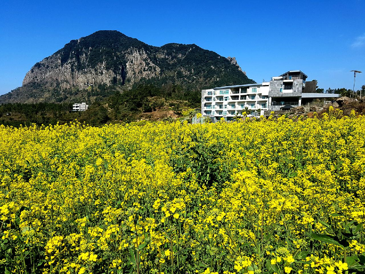 Four Jeju Hotels Perfect for Viewing Canola Flowers