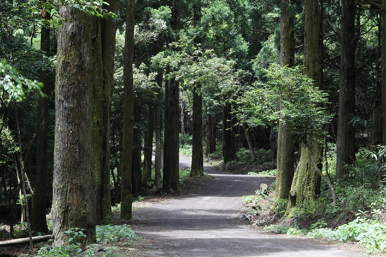 Four Accessible Jeju Trails Where Anyone Can Connect With Nature