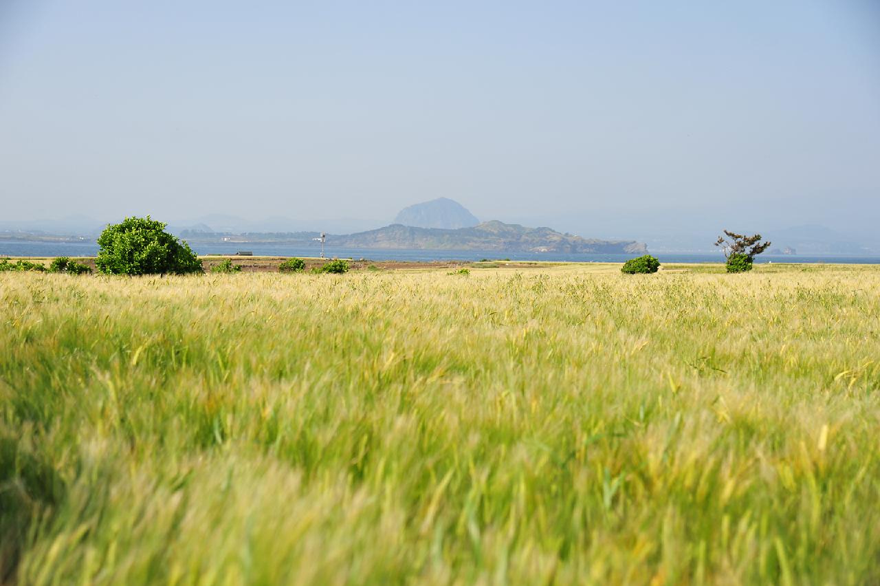 Four Accessible Jeju Trails Where Anyone Can Connect With Nature