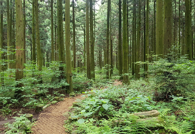 Four Accessible Jeju Trails Where Anyone Can Connect With Nature