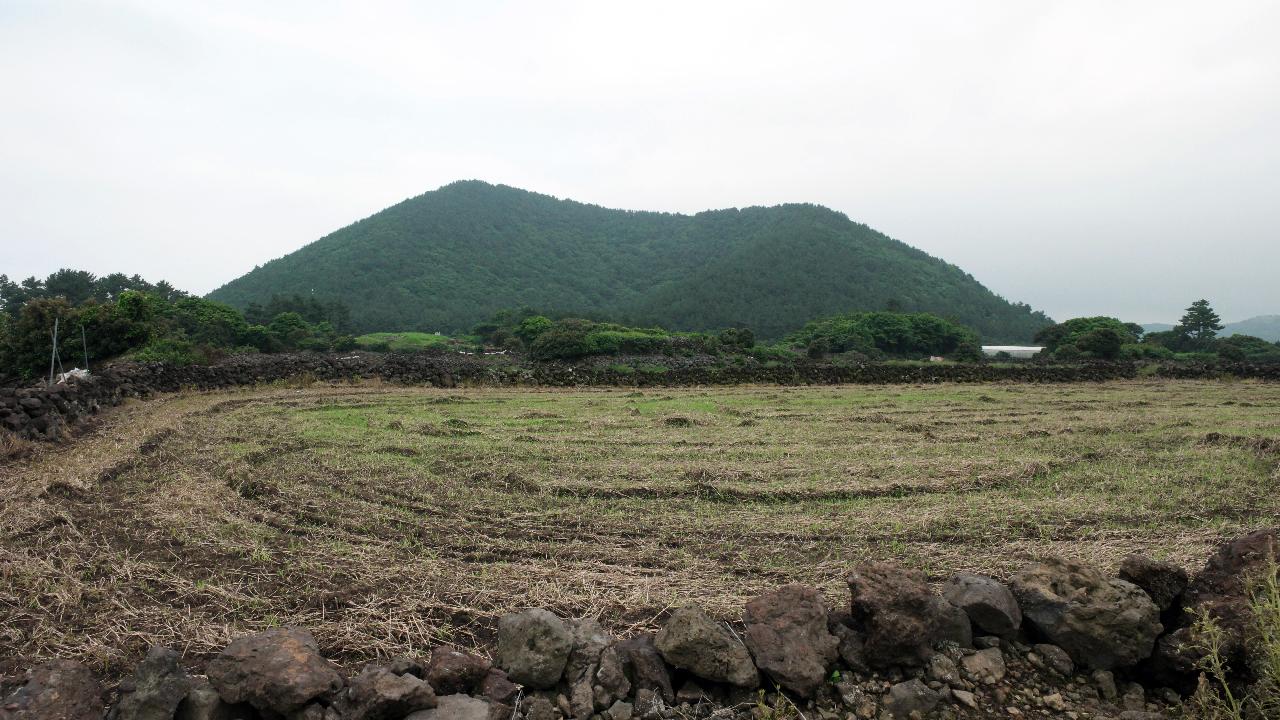 지미봉밭길풍경
