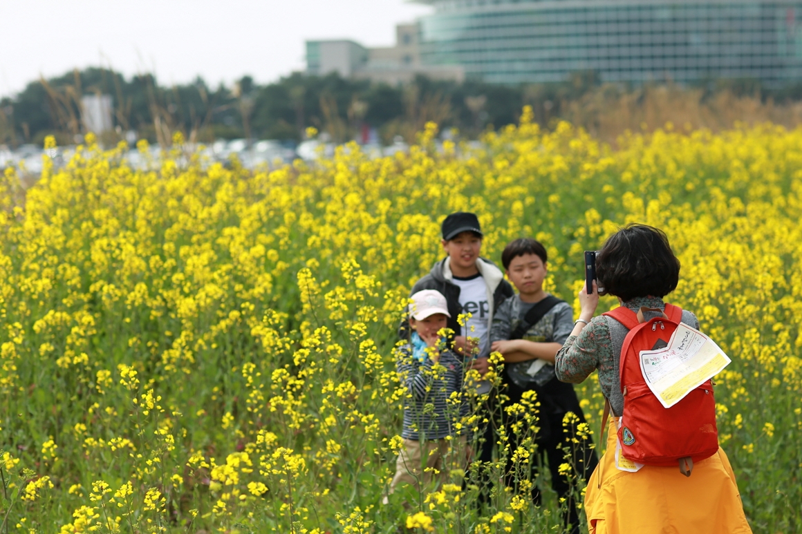 서귀포 유채꽃 국제걷기대회
