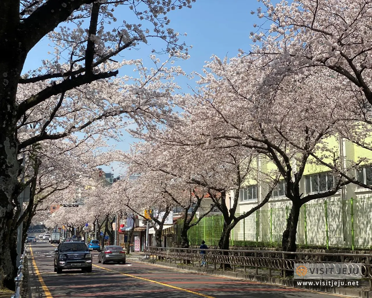 꽃길 따라 떠나는 봄날의 제주 ✿