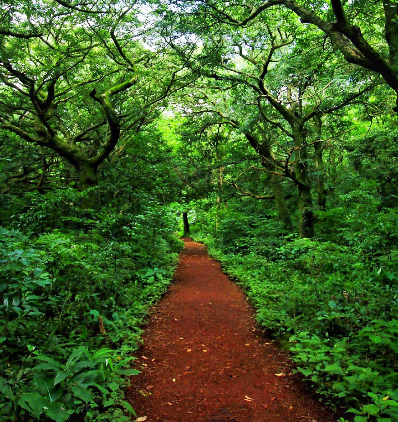 Experience Jeju’s Coast, Forest, and Hills through Running