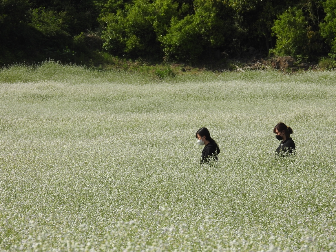 한라산 아래 놈삐꽃 필 무렵  출처