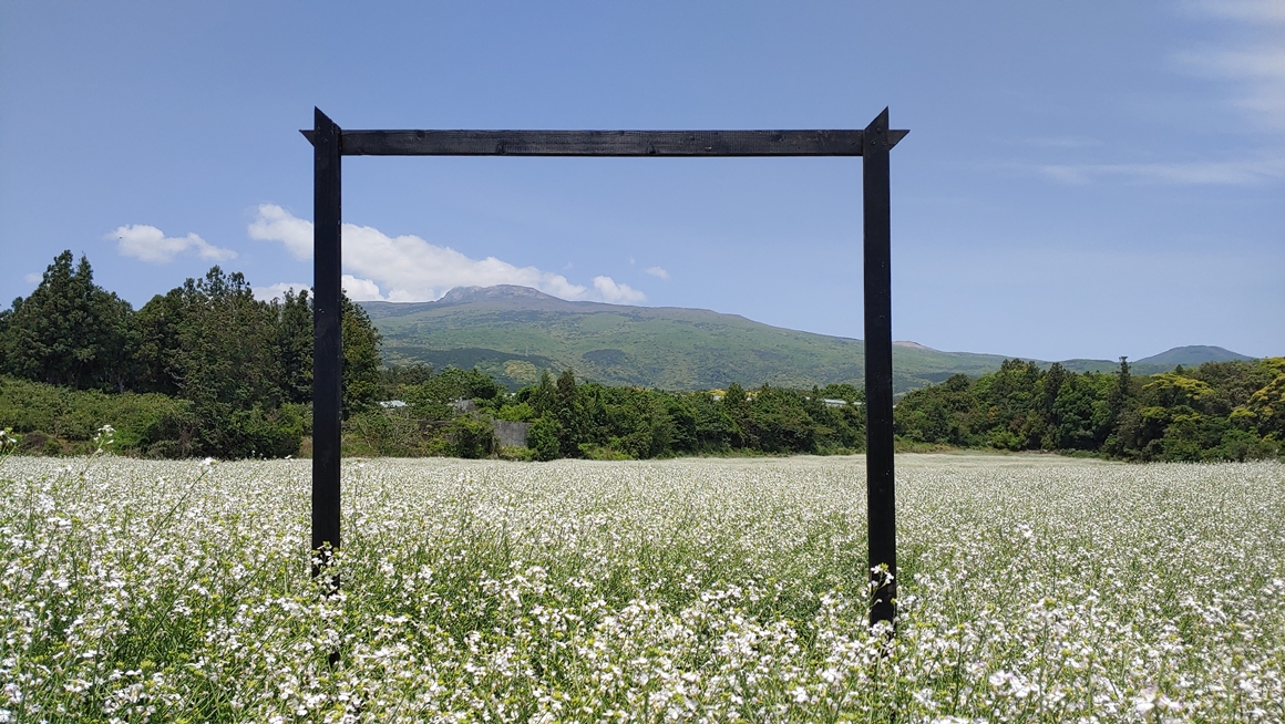 한라산 아래 놈삐꽃 필 무렵  출처