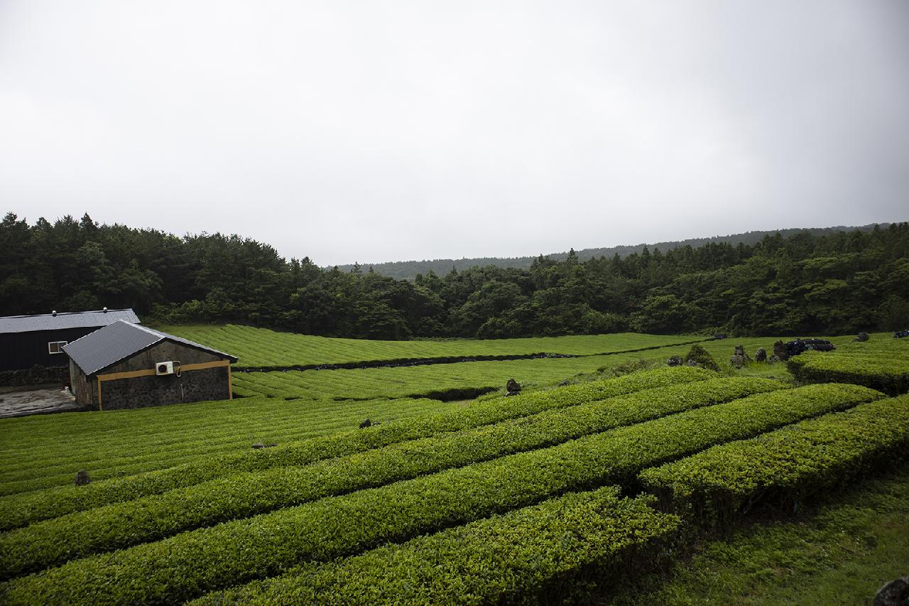 Where to Have a Calming Green Tea Experience on Jeju