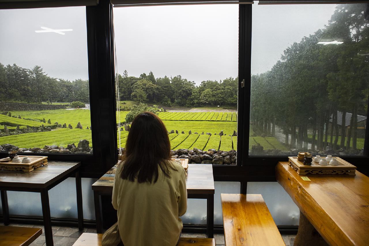 Where to Have a Calming Green Tea Experience on Jeju