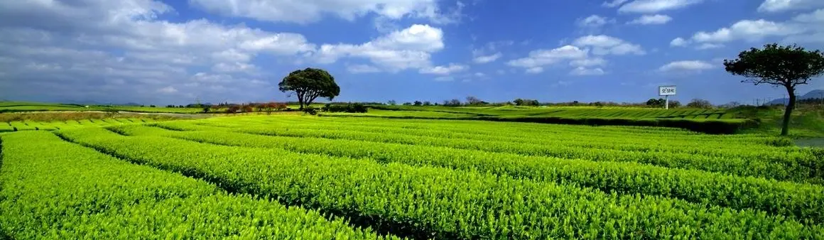 O'sulloc tea museum and fields