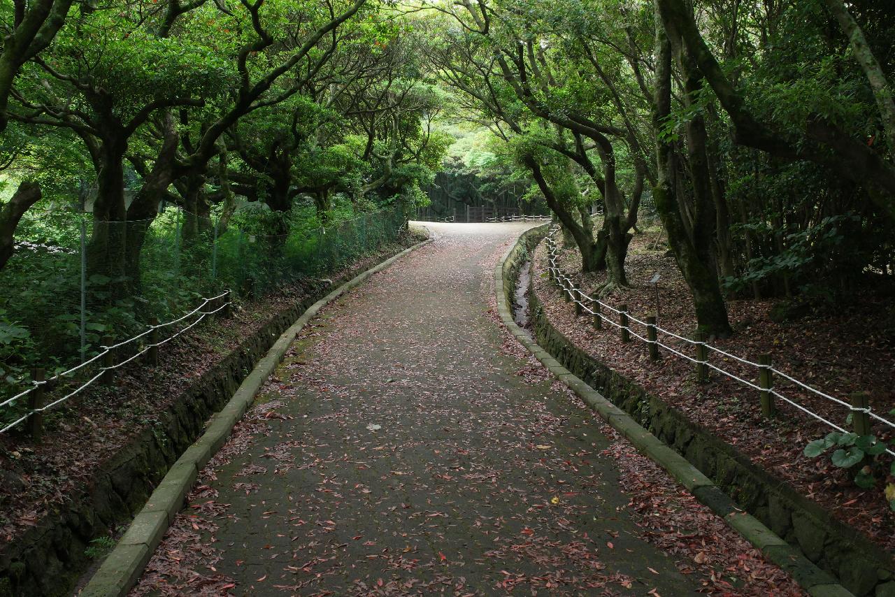 한라수목원 산책로