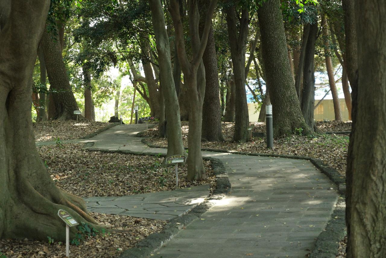 삼성혈 산책로 데크