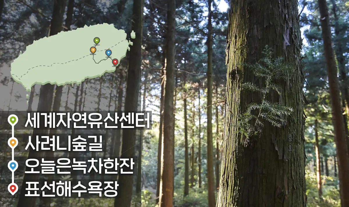 [같이가치 제주여행] 19. 서귀포시의 특별한 일상 여행