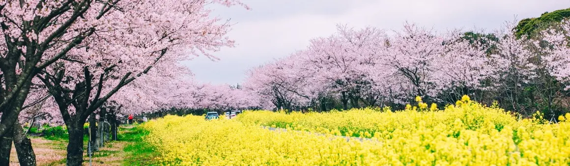 済州島Noksan-roの桜と菜の花が並ぶ春の実景
