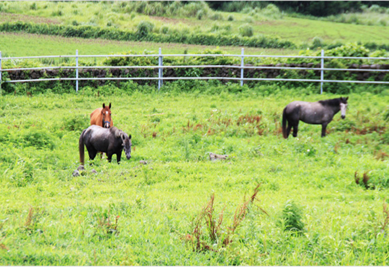 10 Spots for Wellness Travel on Jeju